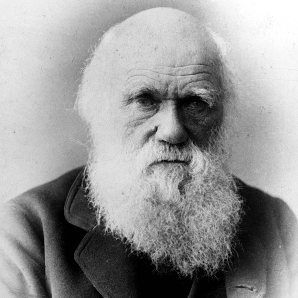 Darwin, Greater London