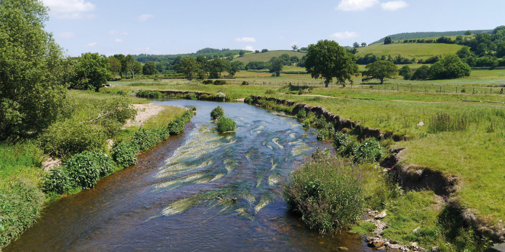 Honiton, Devon