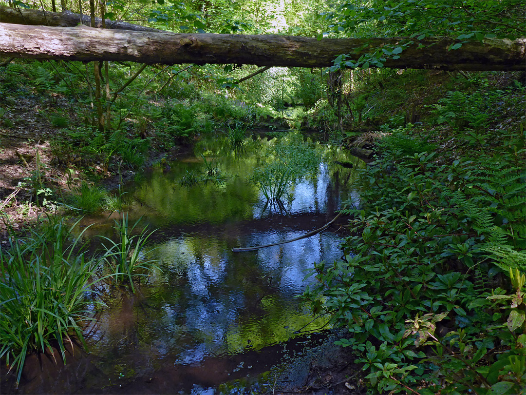 Leigh Woods, Somerset