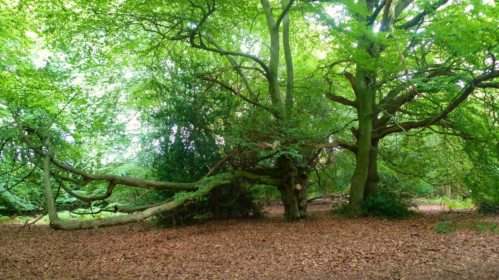 Cold Ash, Berkshire