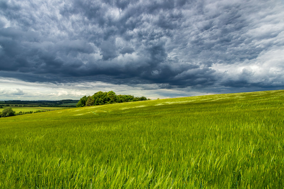 Barley, Hertfordshire