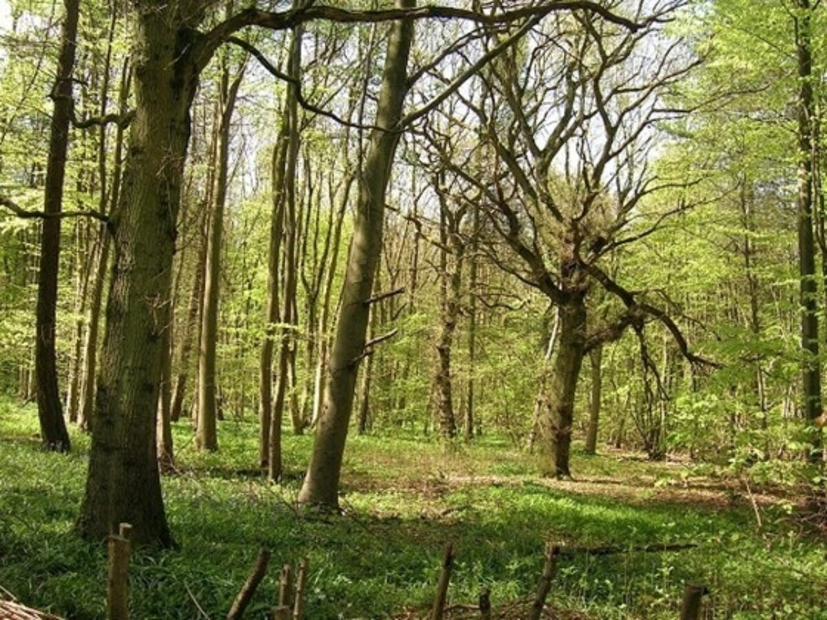 Stoke Wood, Norfolk