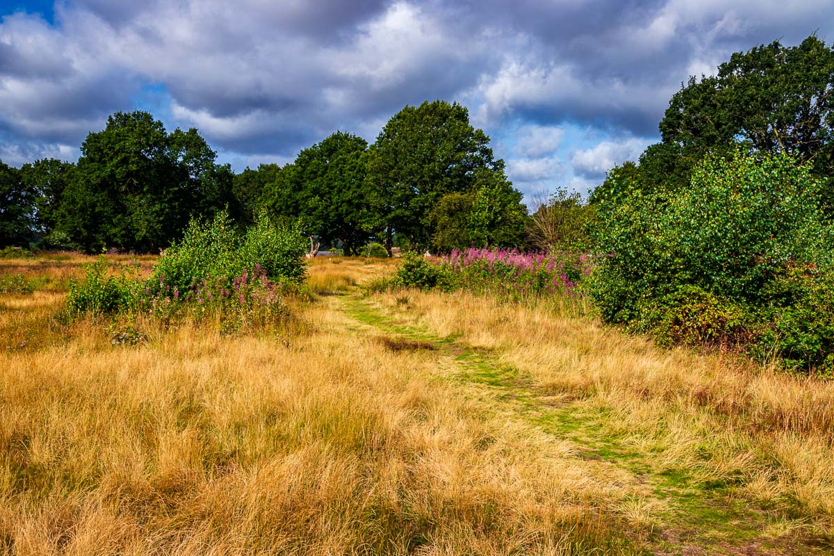 Patmore Heath, Hertfordshire